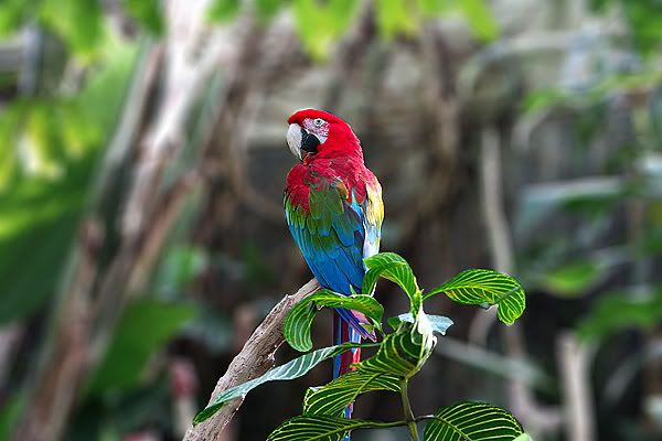 IMAGE: http://i109.photobucket.com/albums/n43/mikevill/IMG_5356copy.jpg