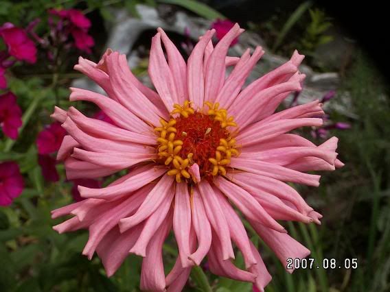 Photo Sharing and Video Hosting at Photobucket