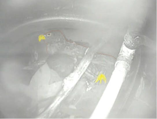 Eagle%20in%20the%20water.jpg