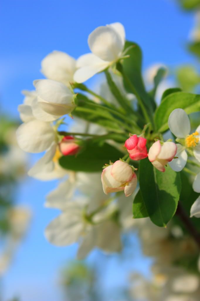 IMAGE: http://i109.photobucket.com/albums/n44/94GTStang/House/Crabapple.jpg