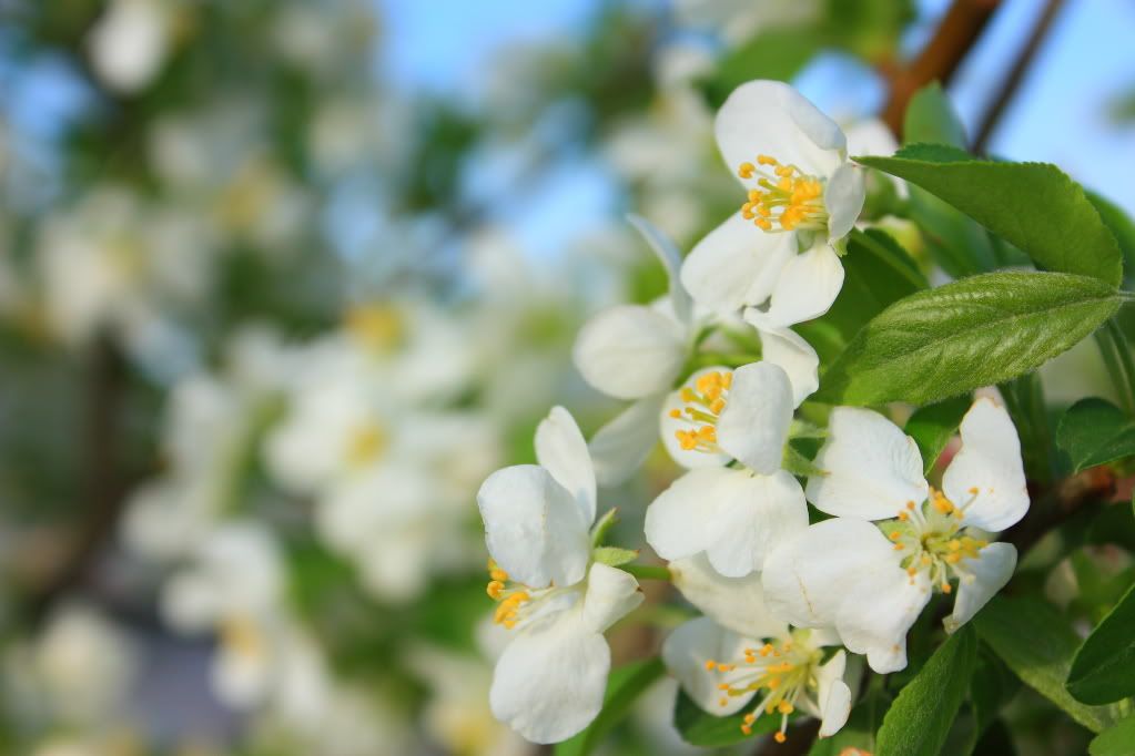 IMAGE: http://i109.photobucket.com/albums/n44/94GTStang/House/Crabapple2.jpg