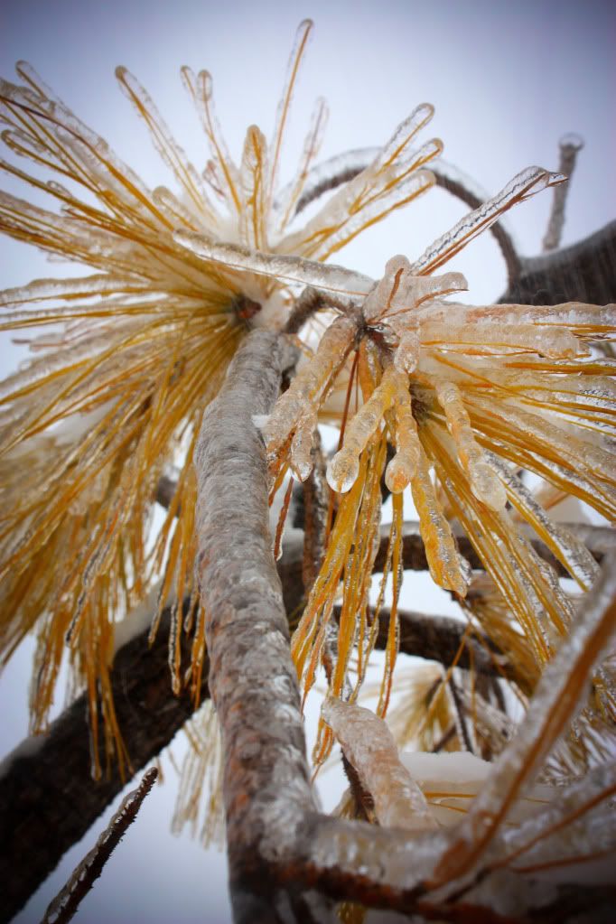 IMAGE: http://i109.photobucket.com/albums/n44/94GTStang/Random/XSi/Branch-2.jpg