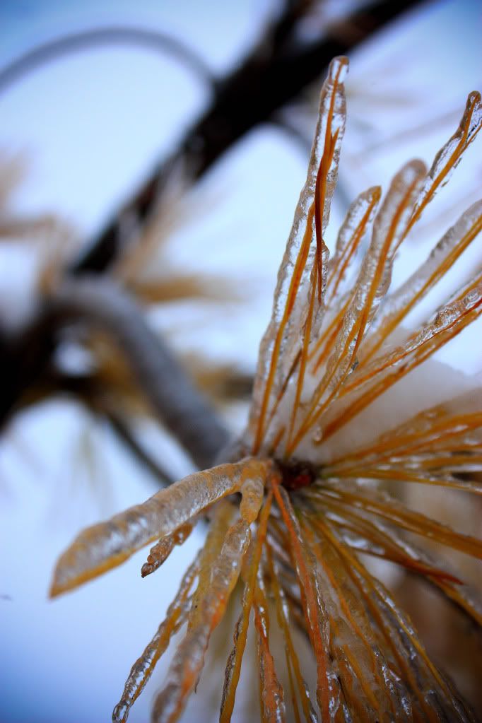 IMAGE: http://i109.photobucket.com/albums/n44/94GTStang/Random/XSi/Branch2-2.jpg