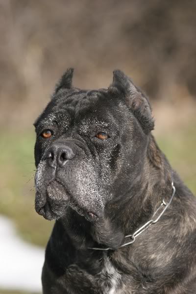 Bufera2.jpg