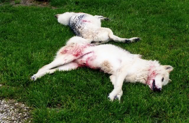 dead wolf's in indiana Pictures, Images and Photos