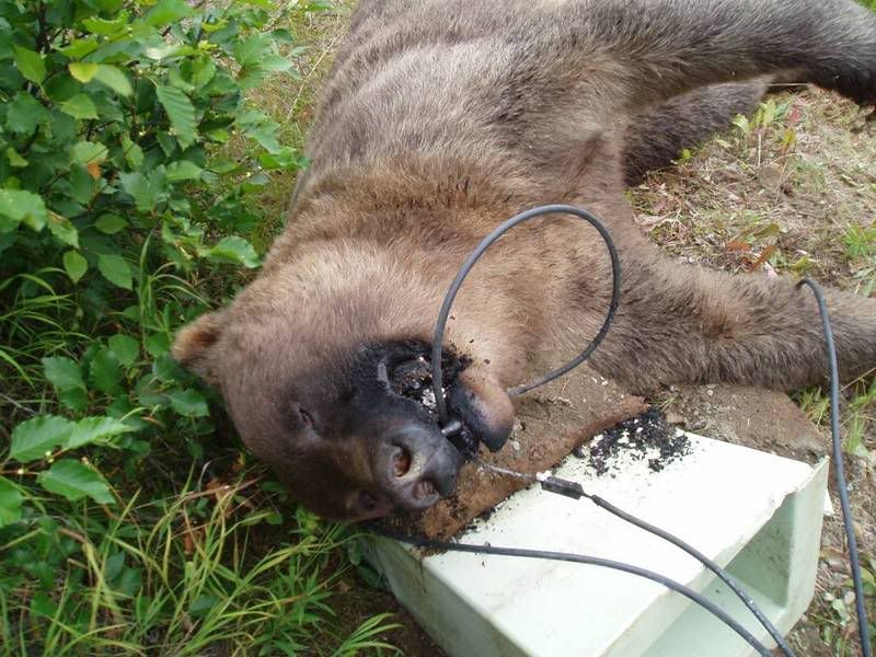 grizzly bear attack. Grizzly Bear Image