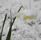 snow covered daffodil