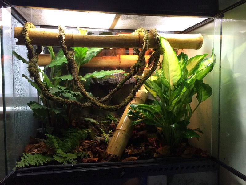 Plants dying in Dart frog enclosure Reptile Forums