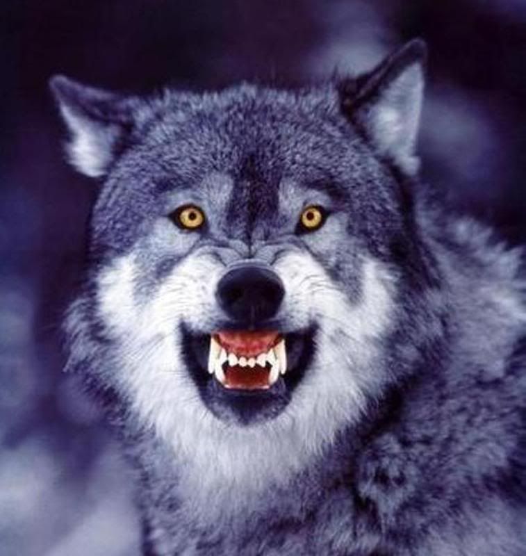Snarling-Wolf.jpg