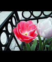 Spring