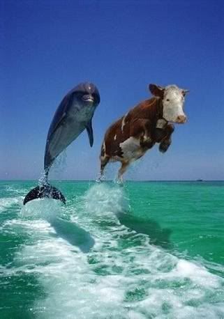 dolphin_cow.jpg