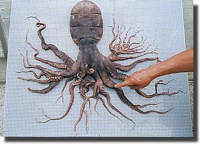 Octopus with extra tentacles