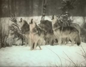 wolves-1-2.jpg