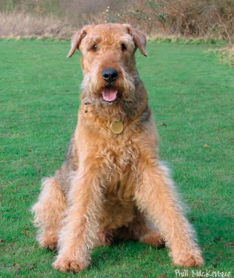 IMAGE: http://i109.photobucket.com/albums/n50/groundog/dog1.jpg