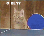 orlycatsjj2.gif