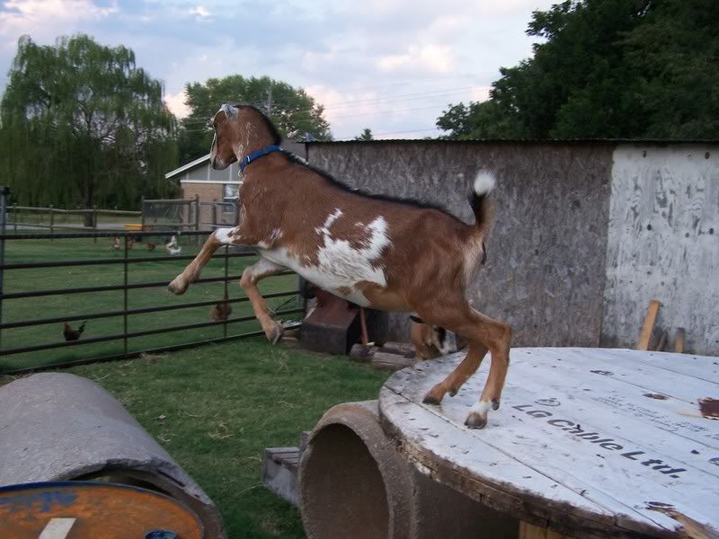 yeeha (trying a pic also) - Goats