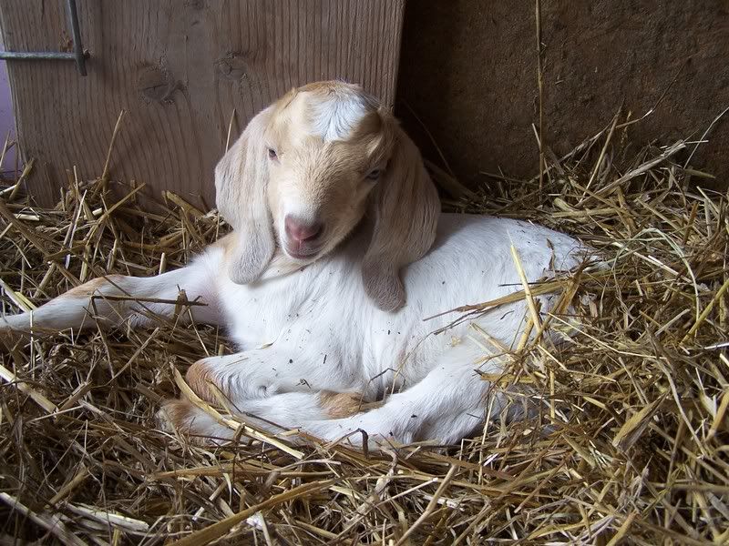 finally got a kid fix this week - Goats