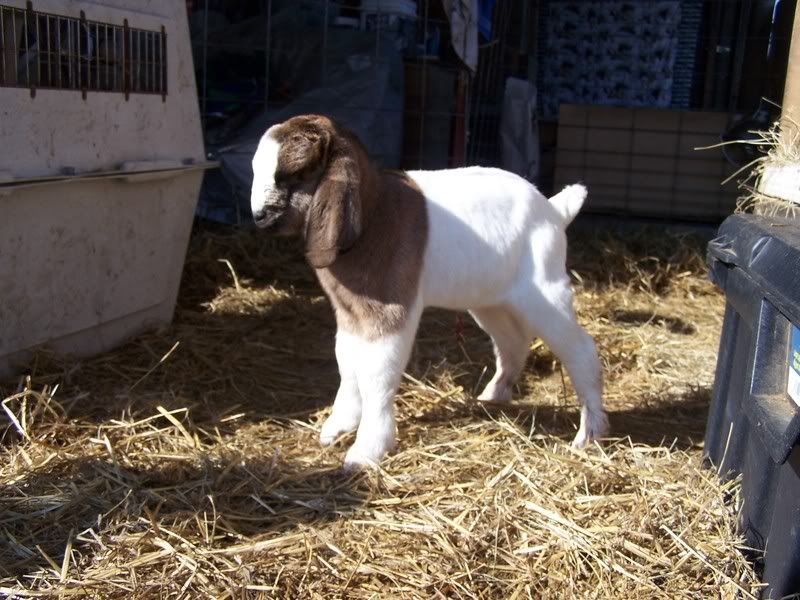 finally got a kid fix this week - Goats