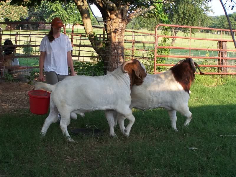 question for people w/commercial meat herd - Goats