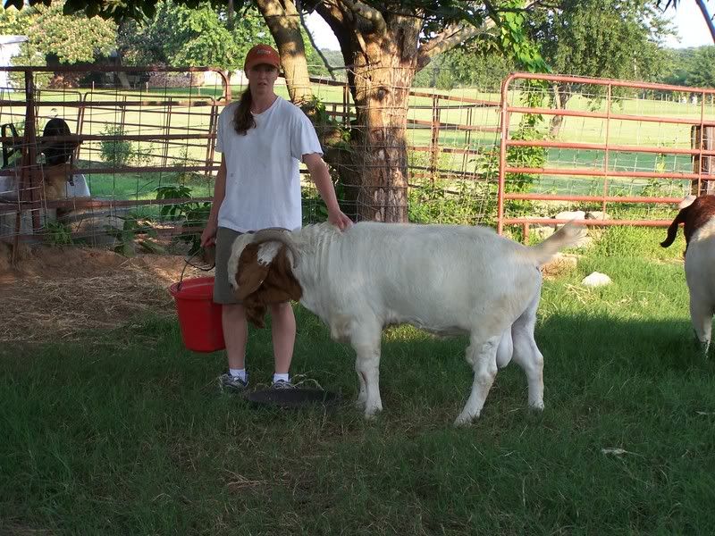 question for people w/commercial meat herd - Goats