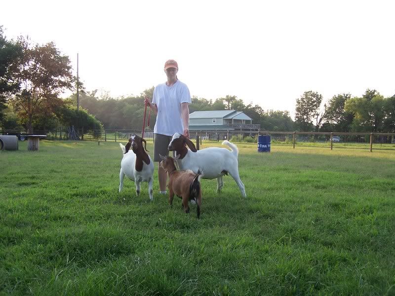 question for people w/commercial meat herd - Goats