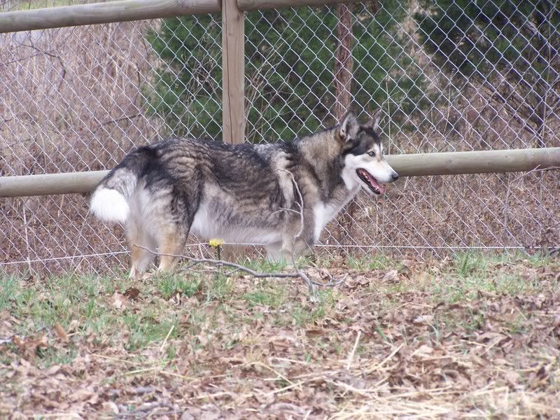 Can coyotes & wolves cross? - Homesteading Questions