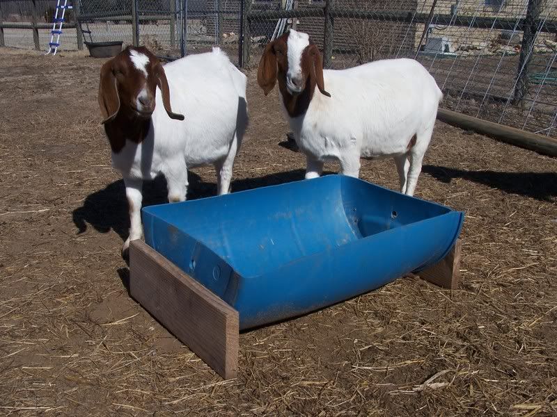 Easy to build feeder for Alfalfa cubes or pellets? - Goats