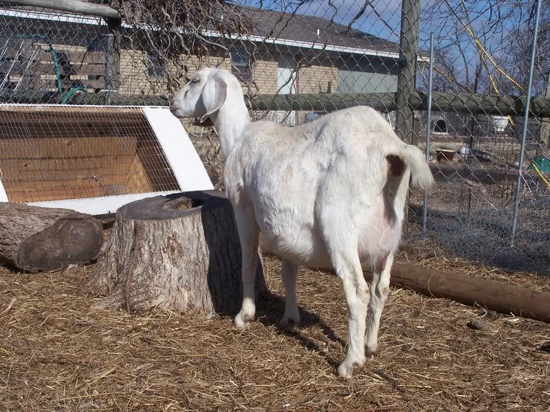 how many are in there? - Goats