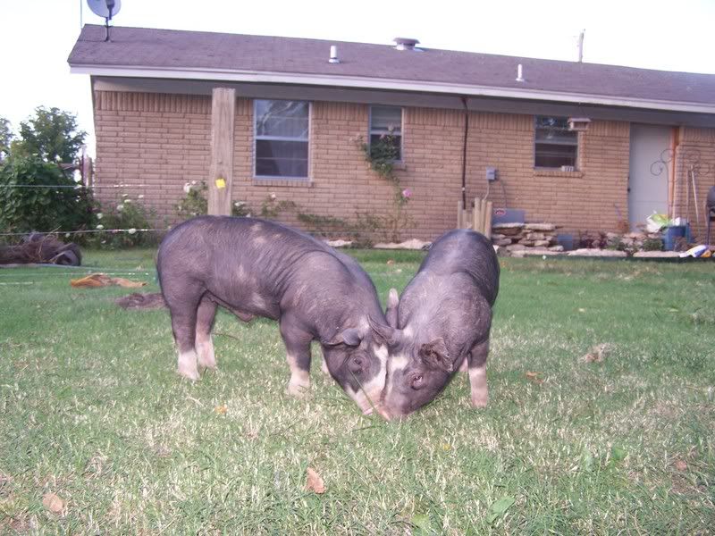 Let's see some pictures of your place... - Homesteading Questions