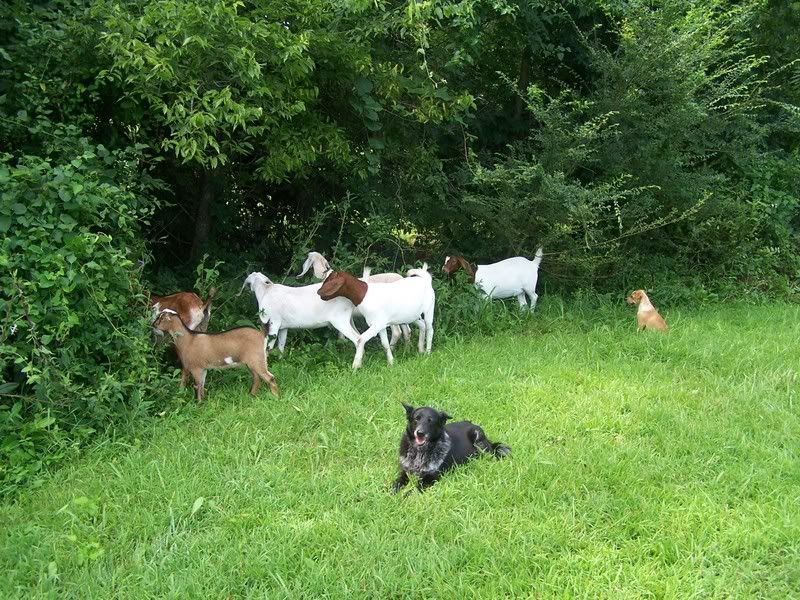 question for people w/commercial meat herd - Goats