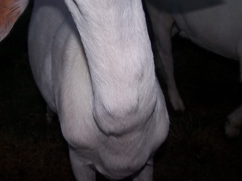 lets play- Whats that lump? - Goats