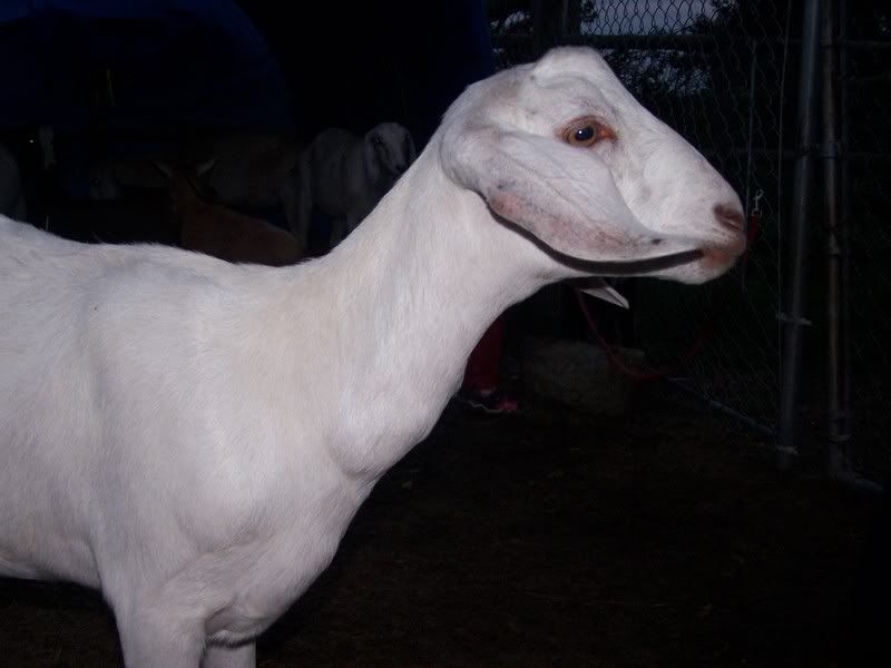 lets play- Whats that lump? - Goats