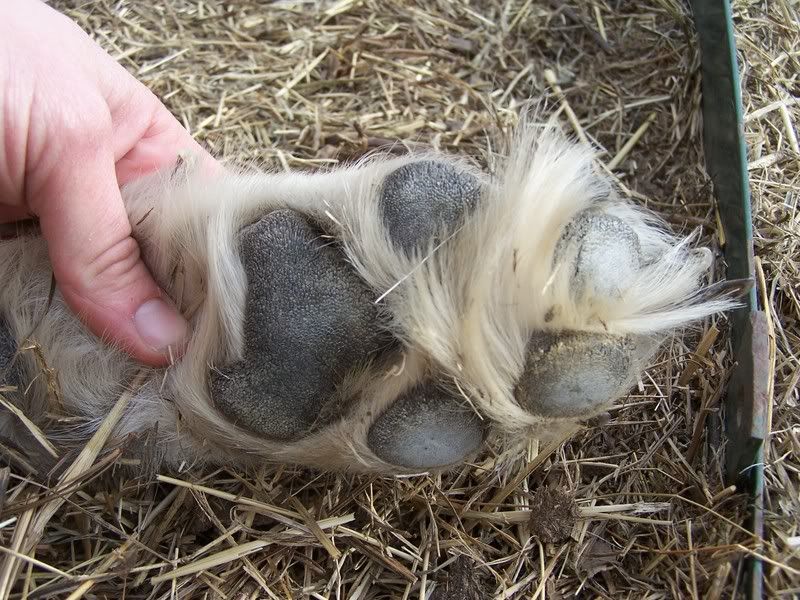 Went out to feed livestock this morning and found... - Homesteading Questions