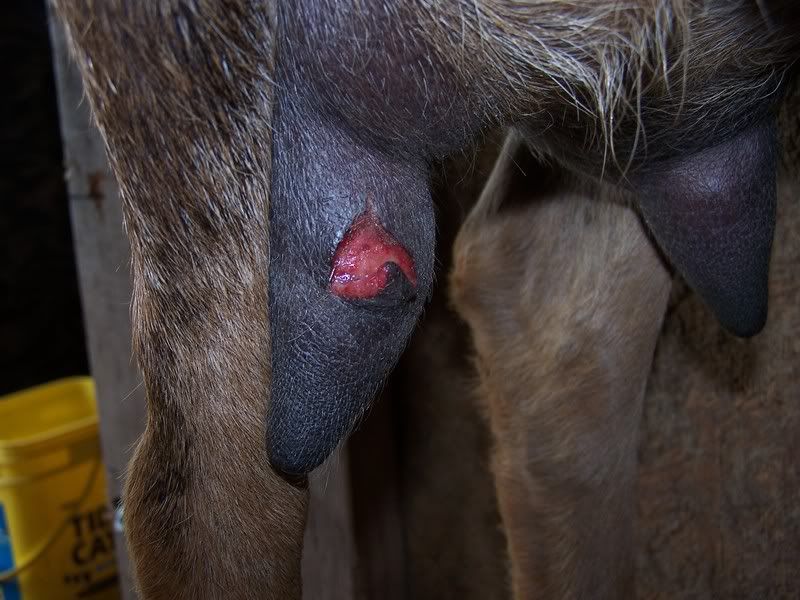 ack! help! need stitches on teat or not?!!! (pic) - Goats