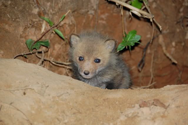 babyfox.jpg