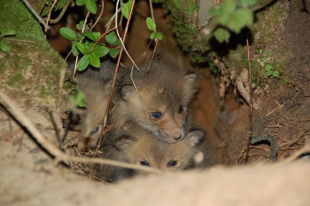 babyfox2.jpg