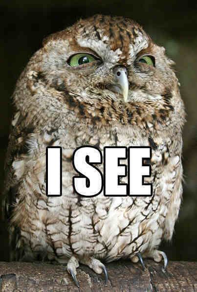 funny_owl_06.jpg