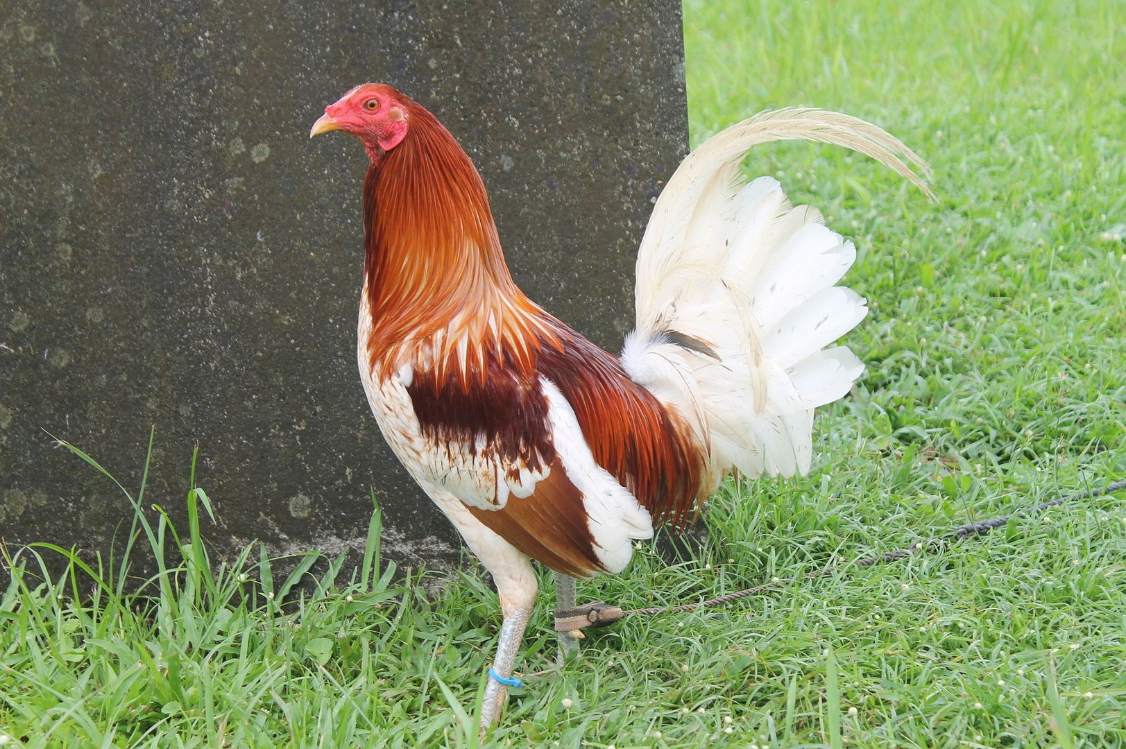 Irish Gamefowl