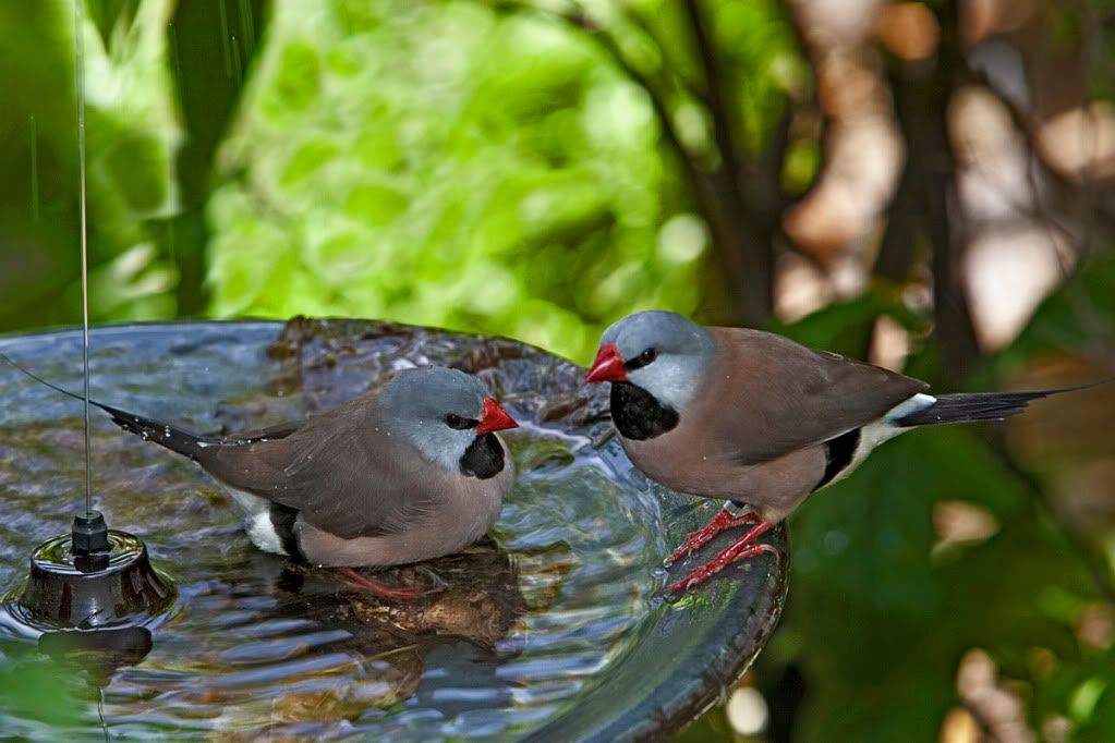 IMAGE: http://i109.photobucket.com/albums/n56/dozerlyp/IMG_2472copy.jpg