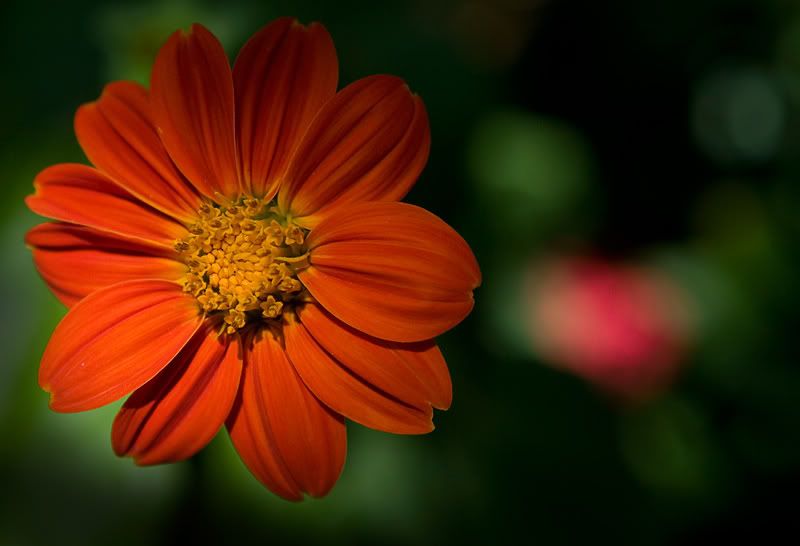 IMAGE: http://i109.photobucket.com/albums/n56/dozerlyp/IMG_3765.jpg