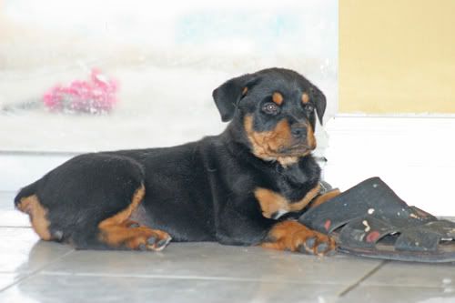 IMAGE: http://i109.photobucket.com/albums/n56/dozerlyp/IMG_81903.jpg