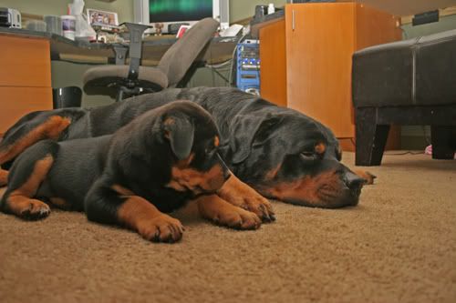 IMAGE: http://i109.photobucket.com/albums/n56/dozerlyp/Tazsgirl.jpg