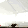 Cobra Cobra