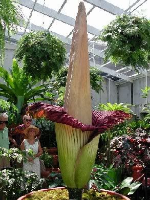 Flor Cadavérica o Amorphophallus Tituanum