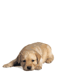 perrito