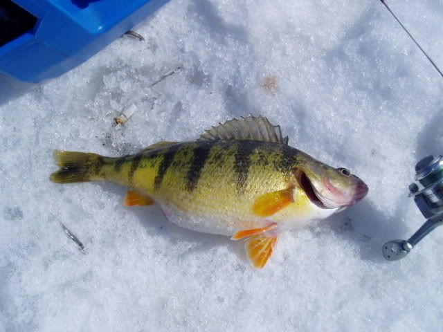 crappies20080311013.jpg