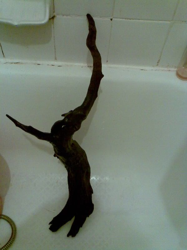 圖檔