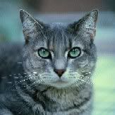 165_gray20cat.jpg Silver gray tabby image by judyx012