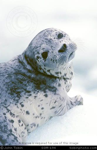 baby seal Pictures, Images and Photos