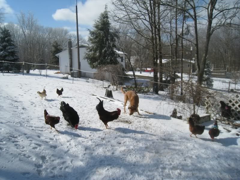Best dog breed around chickens? UPDATE post 117 Thanks all! BackYard Chickens Learn How to